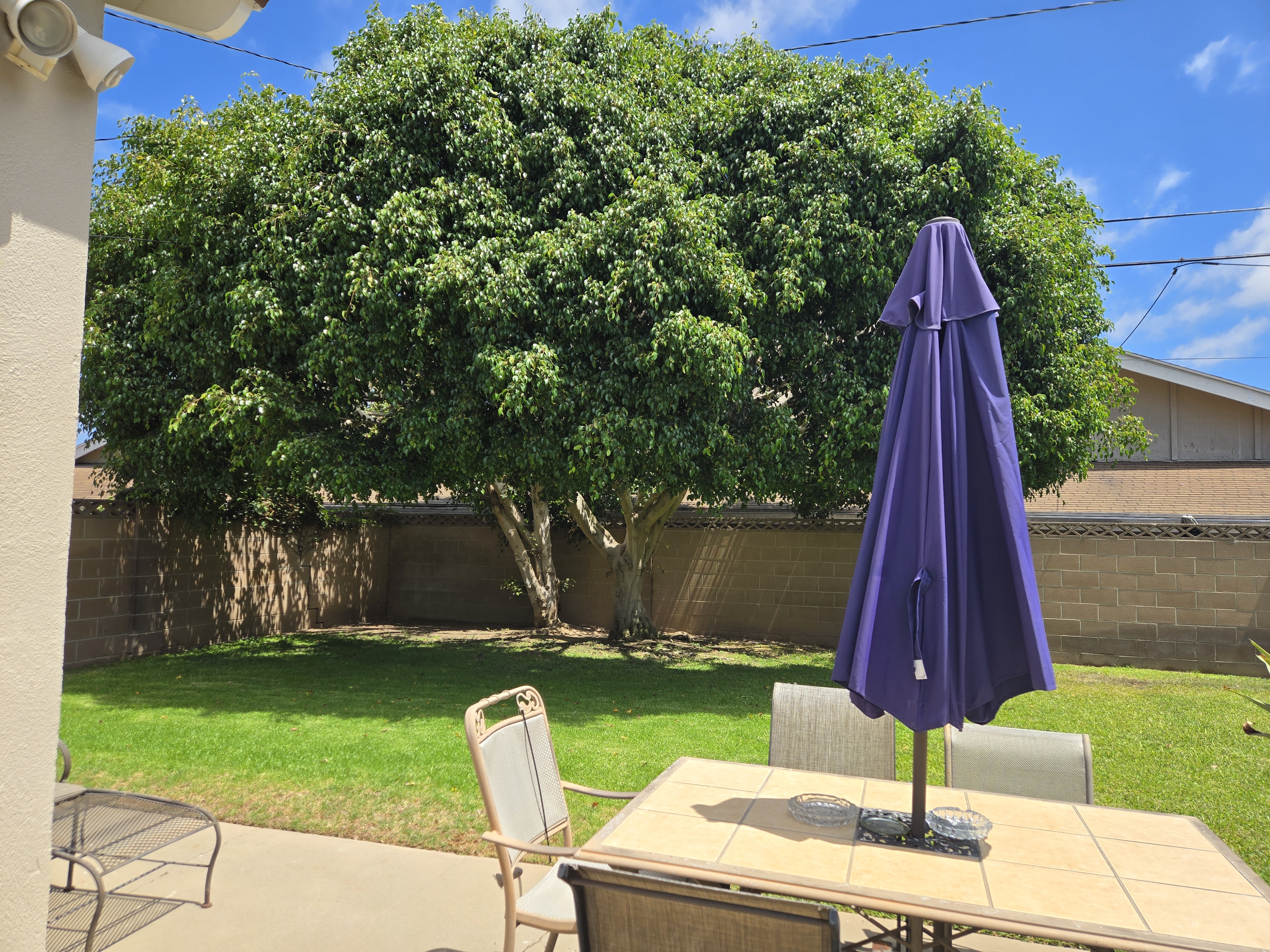 Backyard with shade tree and patio table